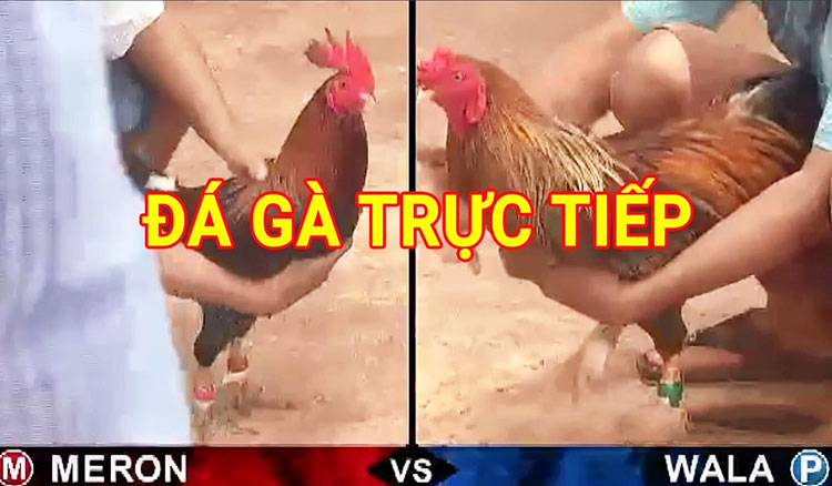 Xem trực tiếp đá gà Thomo mới nhất hôm nay