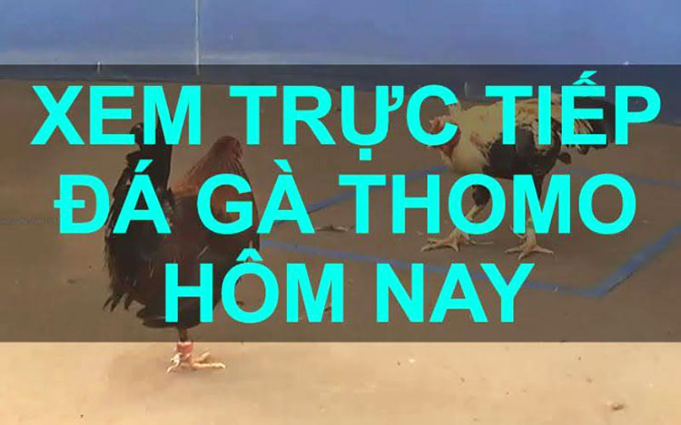 Xem trực tiếp đá gà Thomo